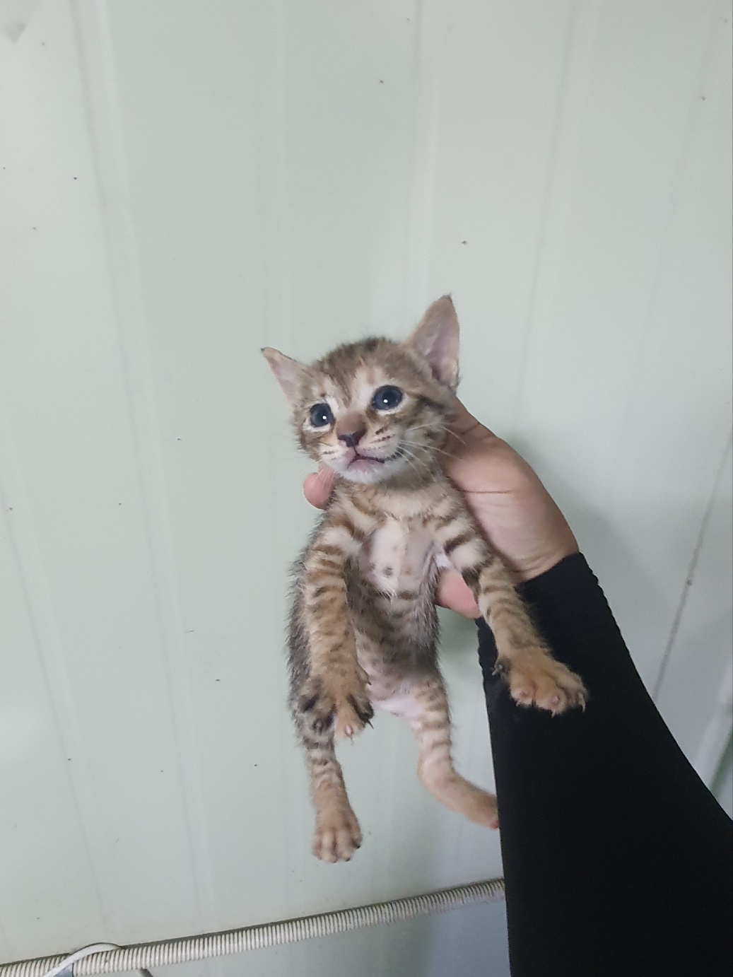 부산동물보호센터_426325202400391