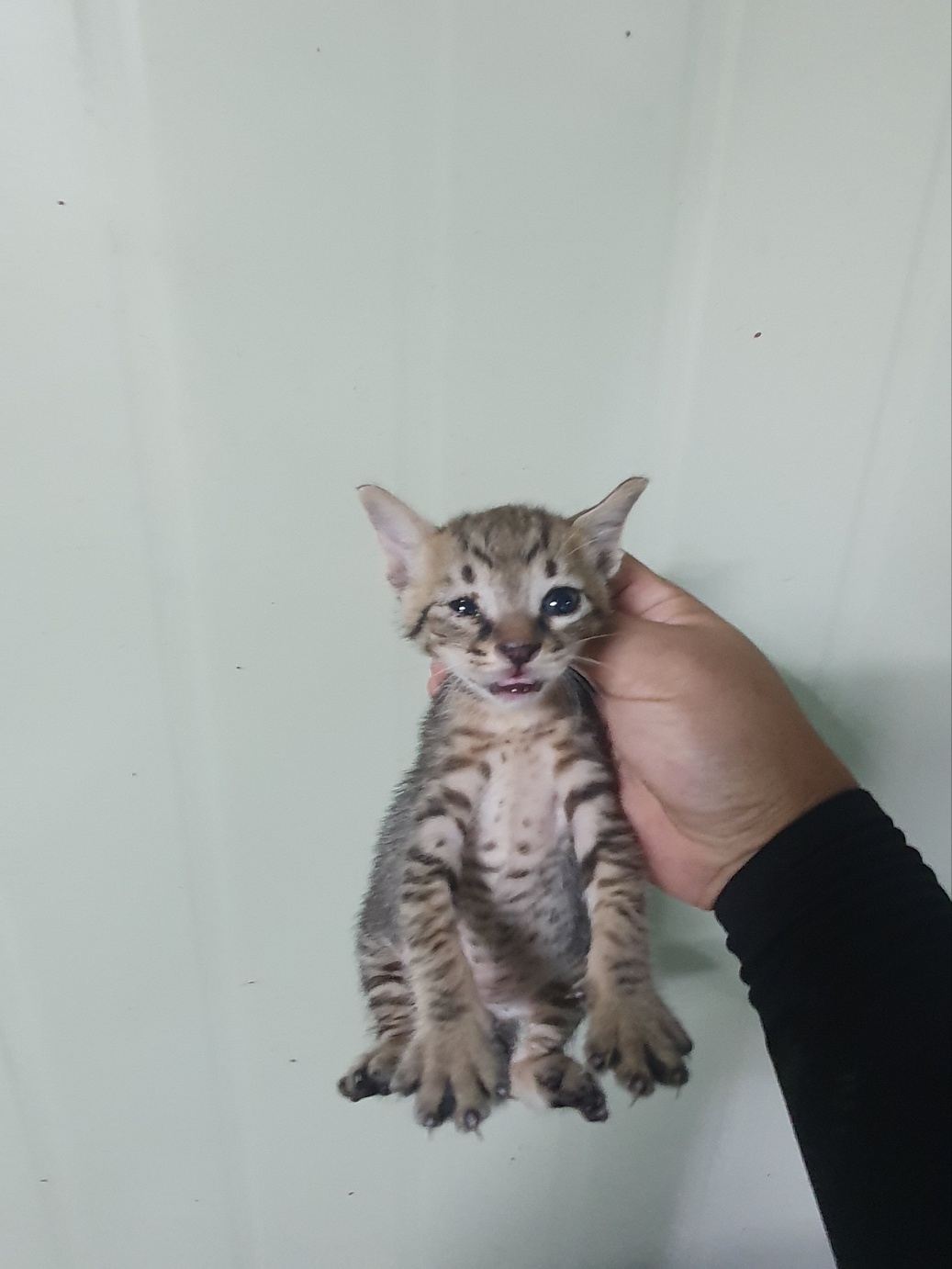 부산동물보호센터_426325202400393