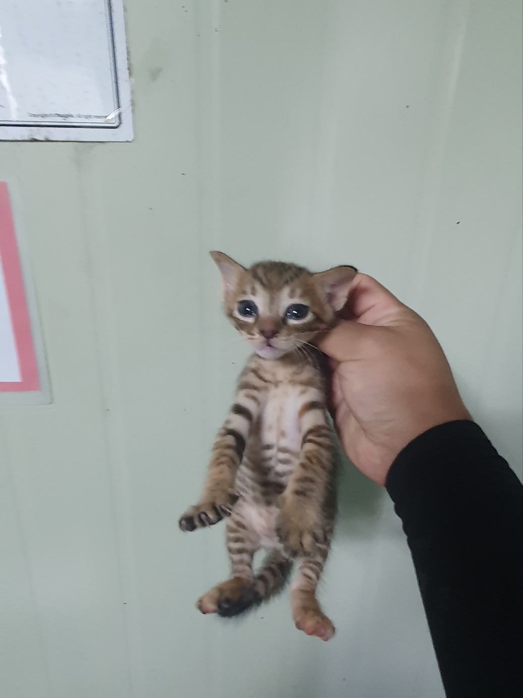 부산동물보호센터_426325202400392