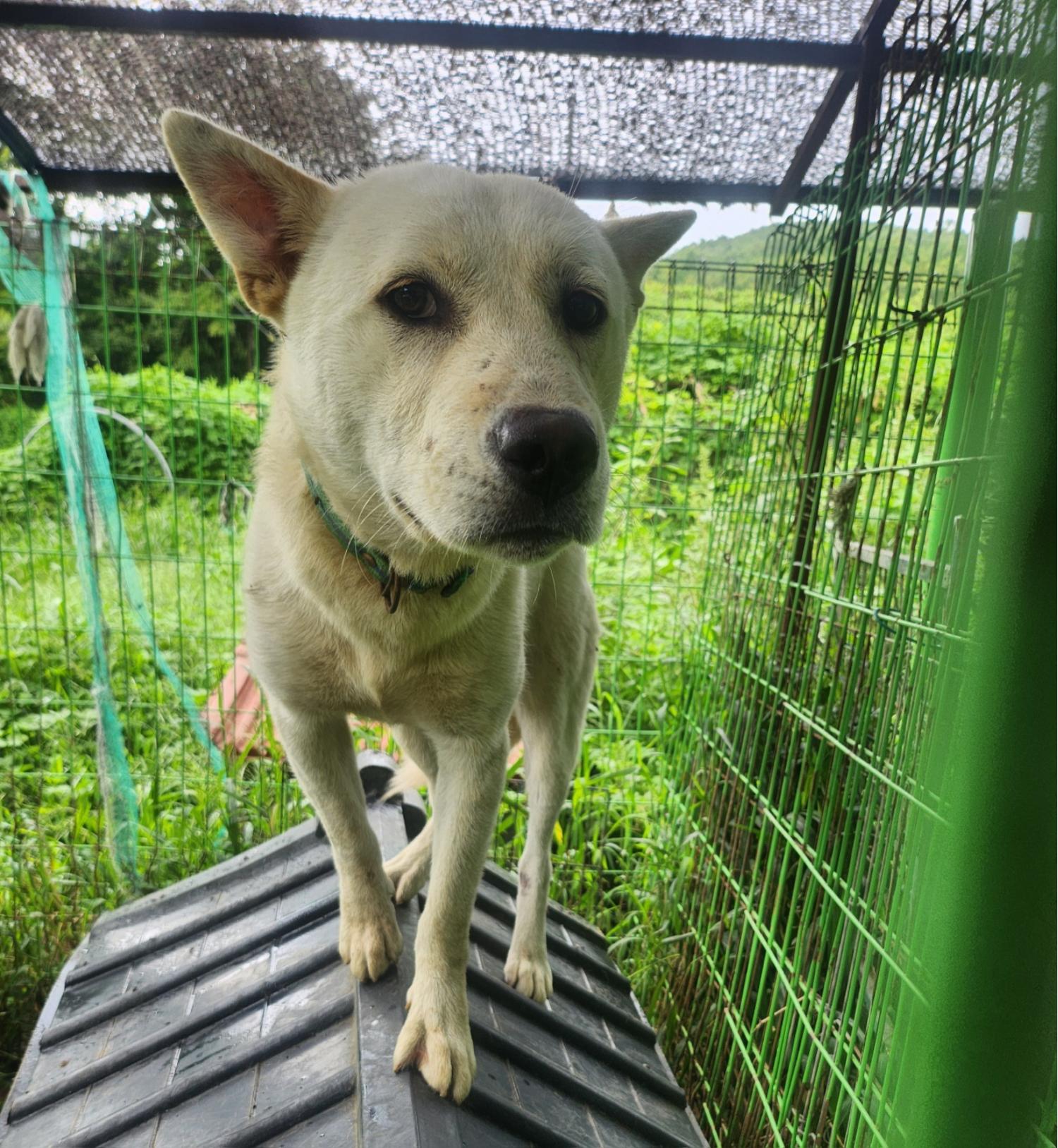 울산유기동물보호센터_431373202401165