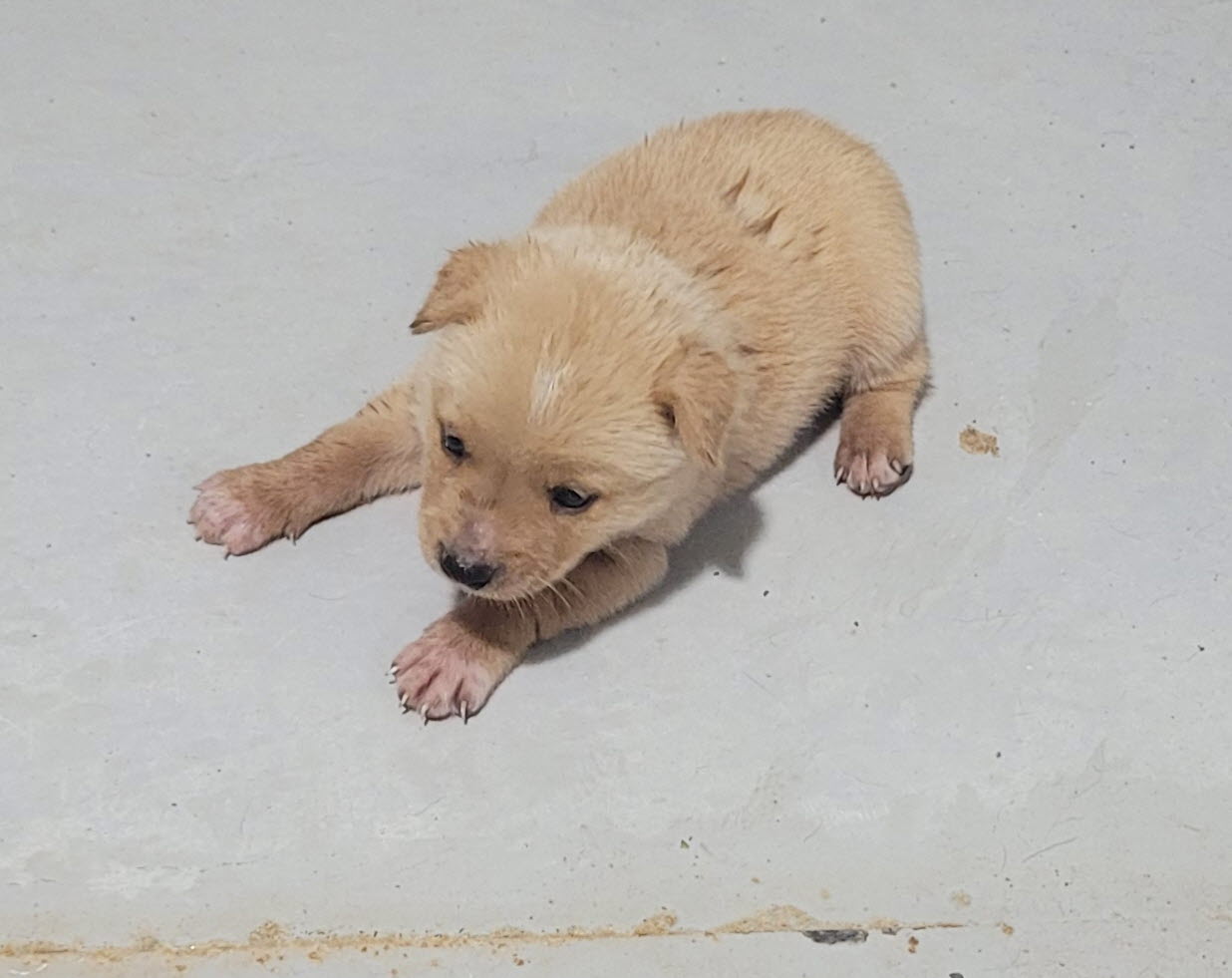 울진군동물보호센터_447525202400303