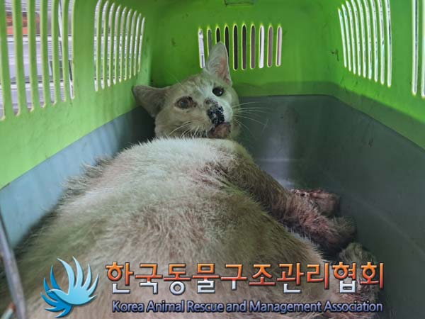 한국동물구조관리협회_411307202400434