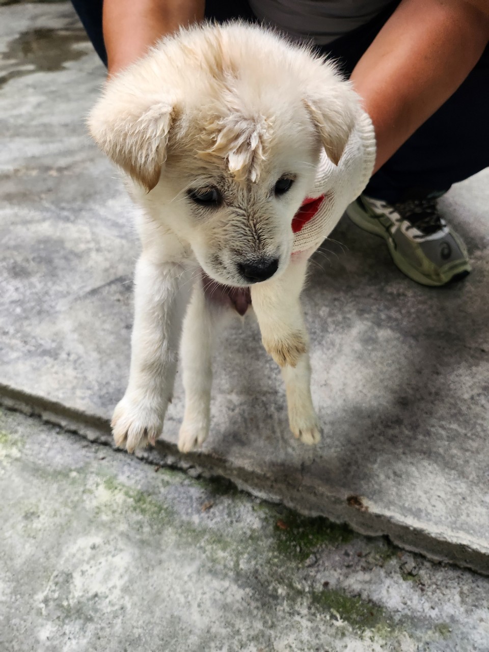 태백시유기동물보호소_442422202400227