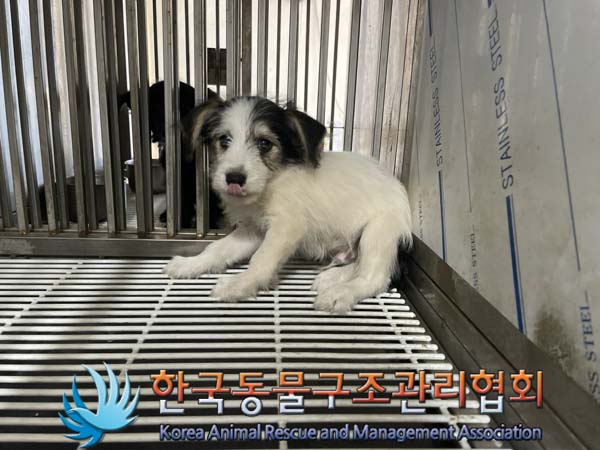 한국동물구조관리협회_441559202400923