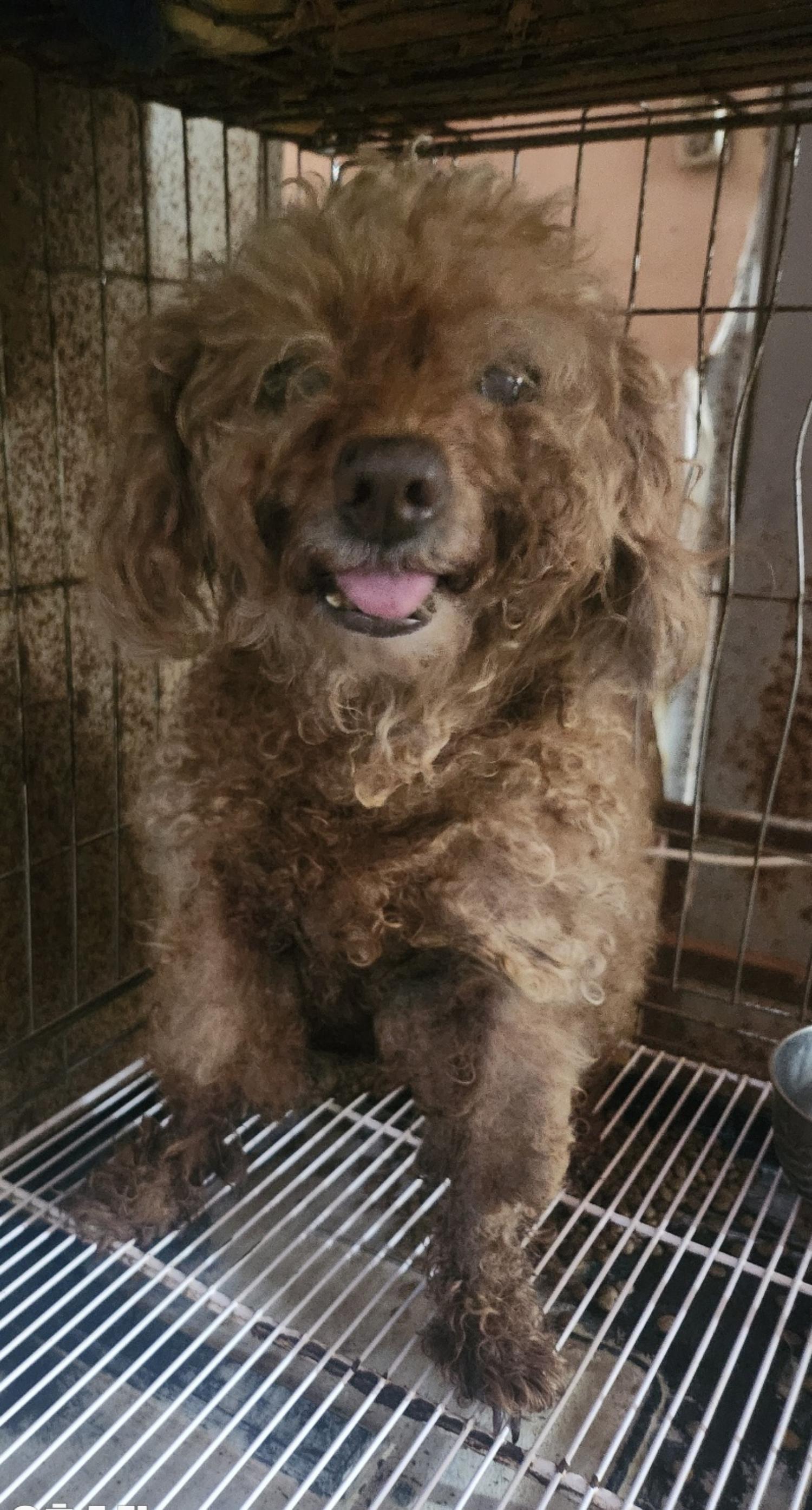 울산유기동물보호센터_431372202400450
