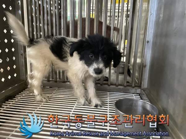 한국동물구조관리협회_441559202400927