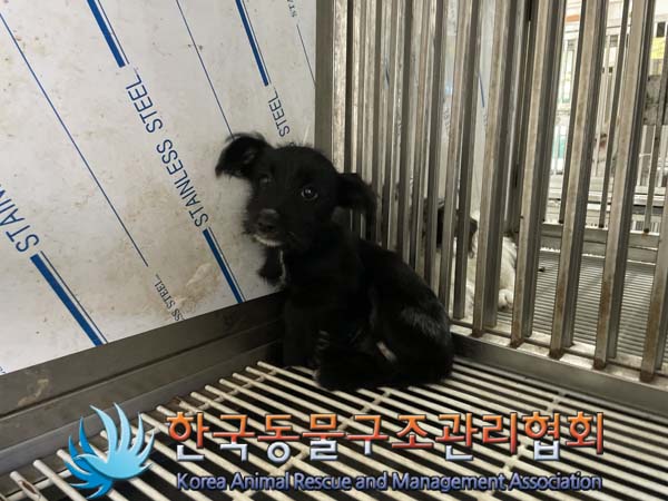 보호중 믹스견의 가…