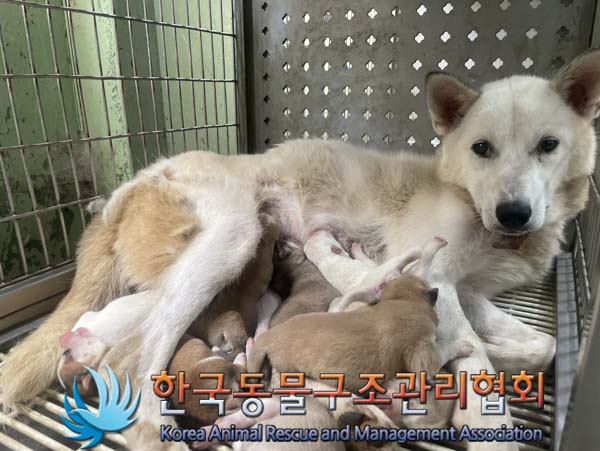 한국동물구조관리협회_441560202401039