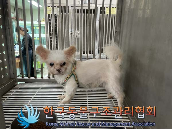 종료(반환) 믹스견…