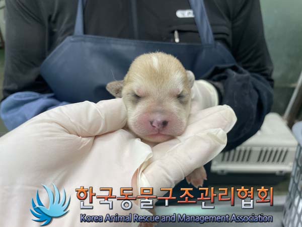 한국동물구조관리협회_441560202401042