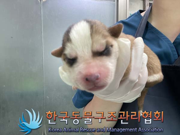 한국동물구조관리협회_441560202401043