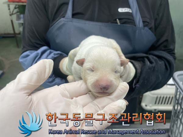 한국동물구조관리협회_441560202401040
