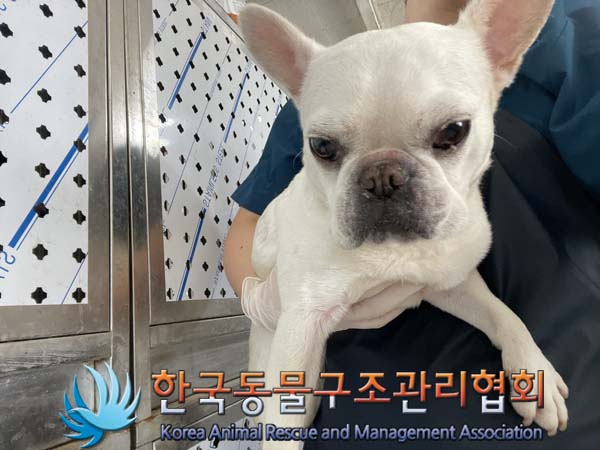 종료(안락사) 프렌…