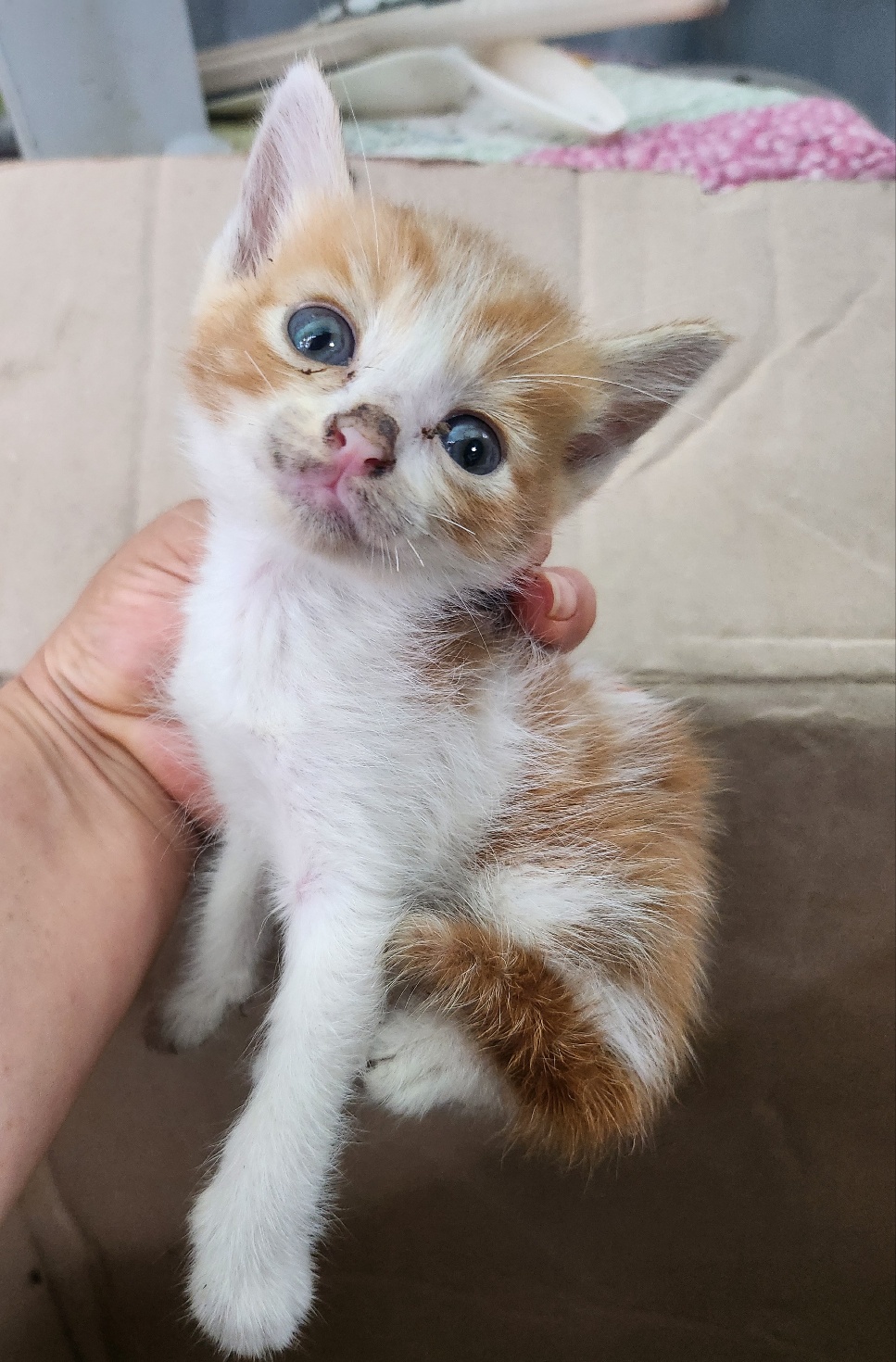 울산유기동물보호센터_431371202400341