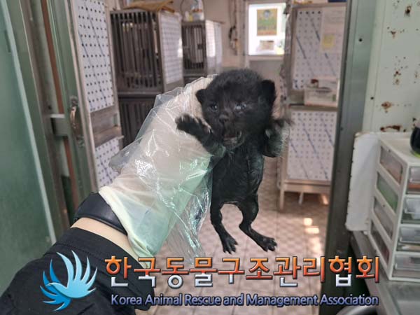 한국동물구조관리협회_441382202400665