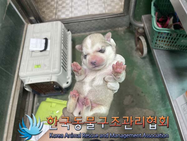 한국동물구조관리협회_441560202401046