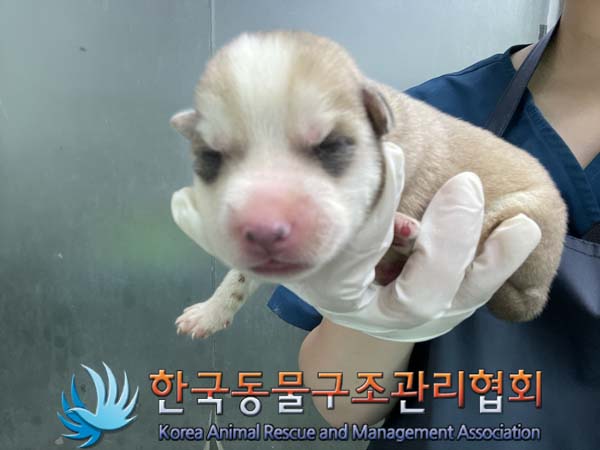 한국동물구조관리협회_441560202401044