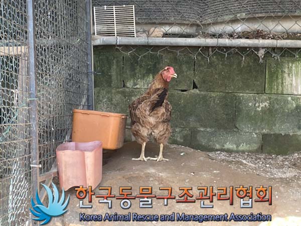 한국동물구조관리협회_441560202401050