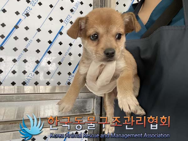 종료(안락사) 믹스…