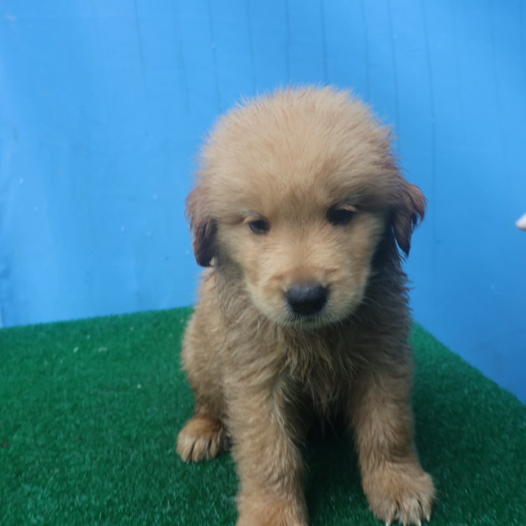 제주 동물보호센터_450650202402523
