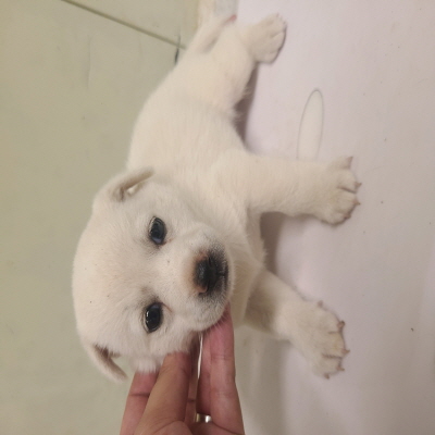 사단법인 동부_426340202400286