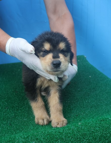 제주 동물보호센터_450650202402525