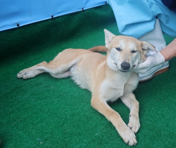 제주 동물보호센터_450650202402521