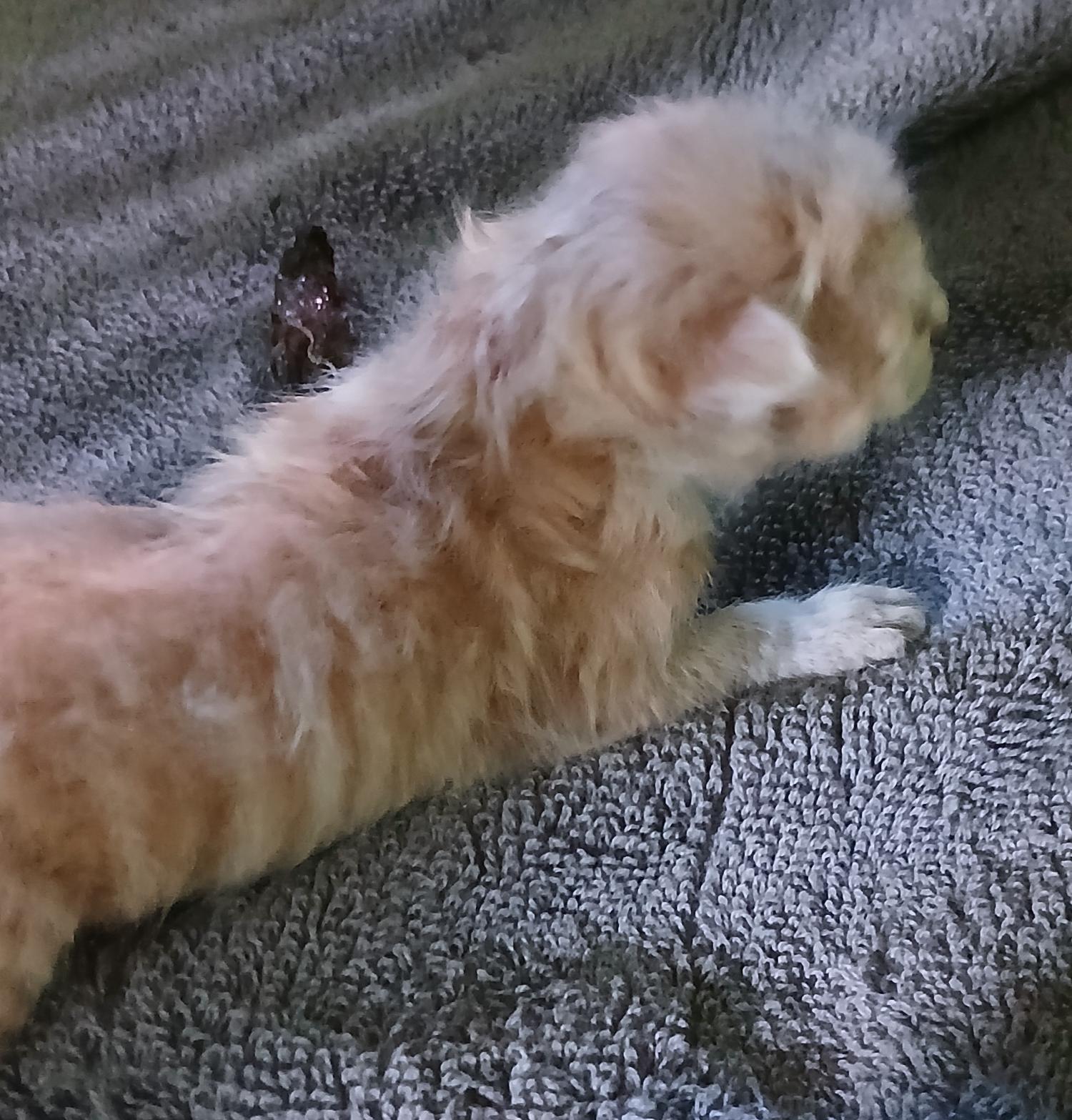 대구유기동물보호협회_427347202400730