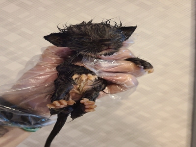동부동물보호협회_426335202400452