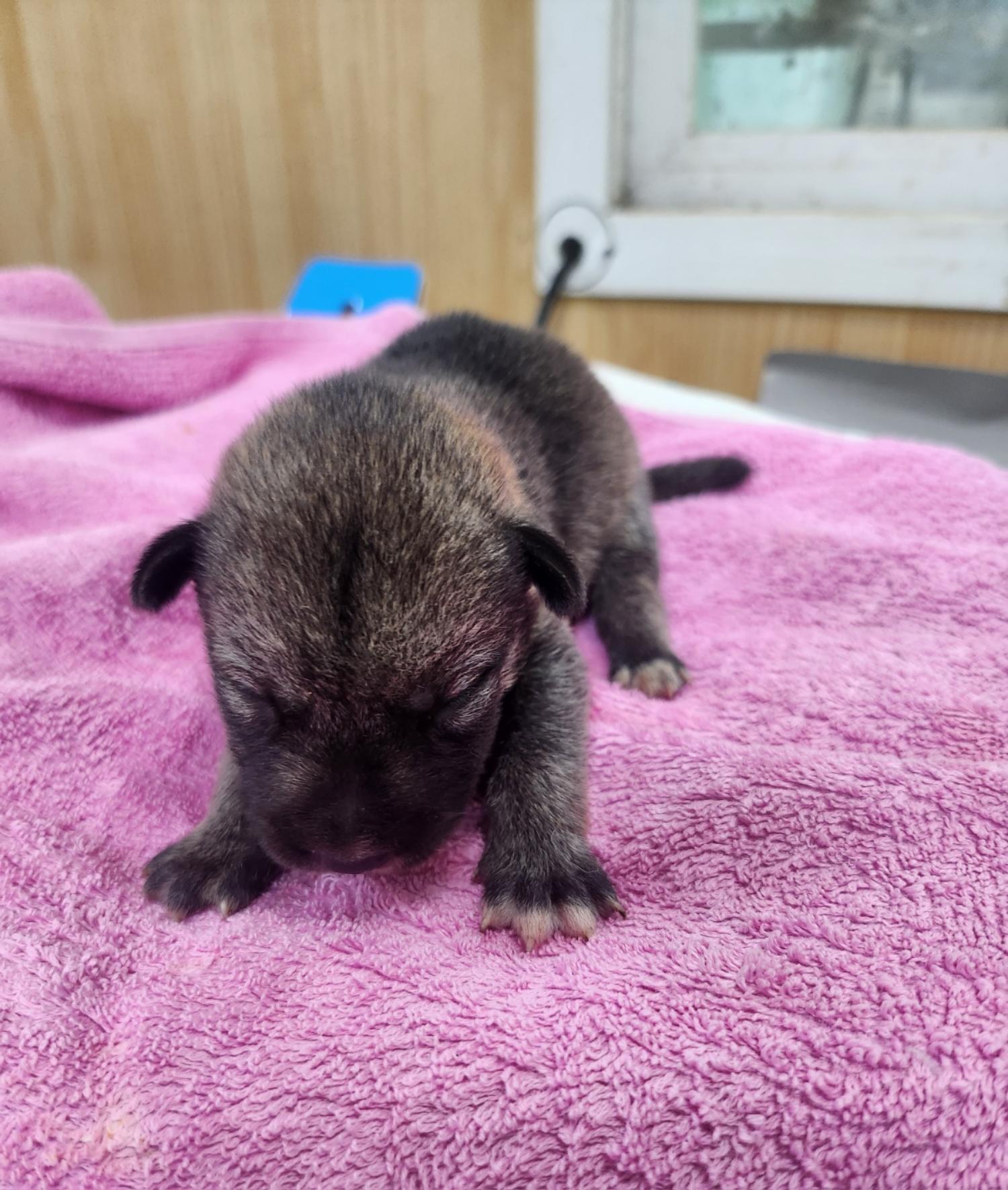 울산유기동물보호센터_431373202401171