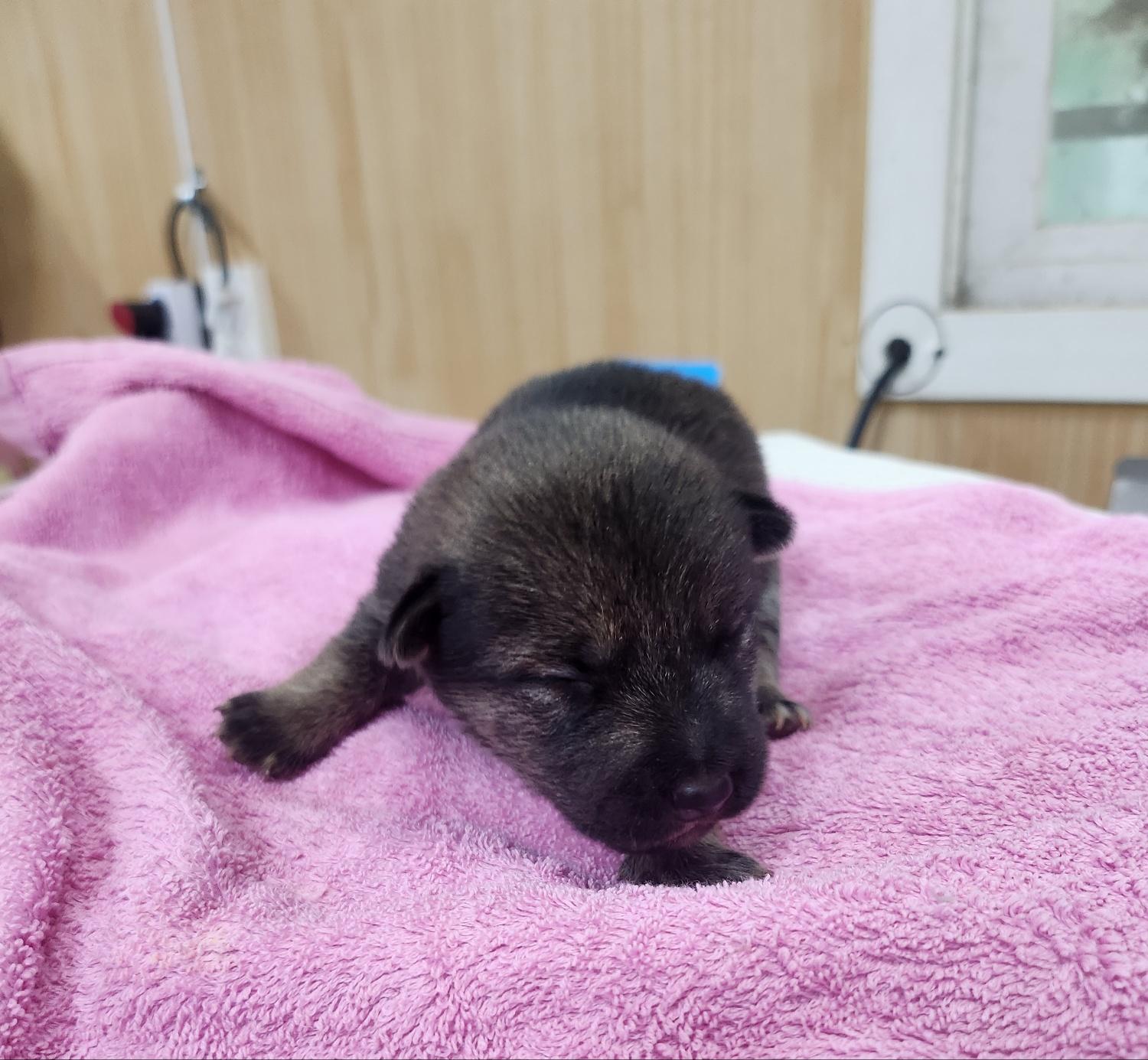 울산유기동물보호센터_431373202401170
