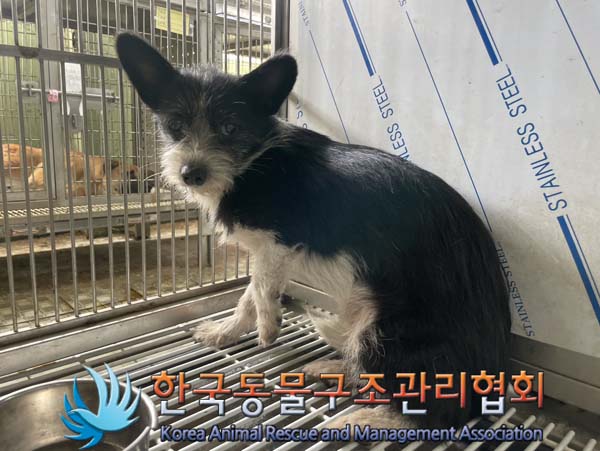 한국동물구조관리협회_441560202401059