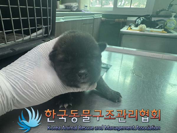 한국동물구조관리협회_441404202400450