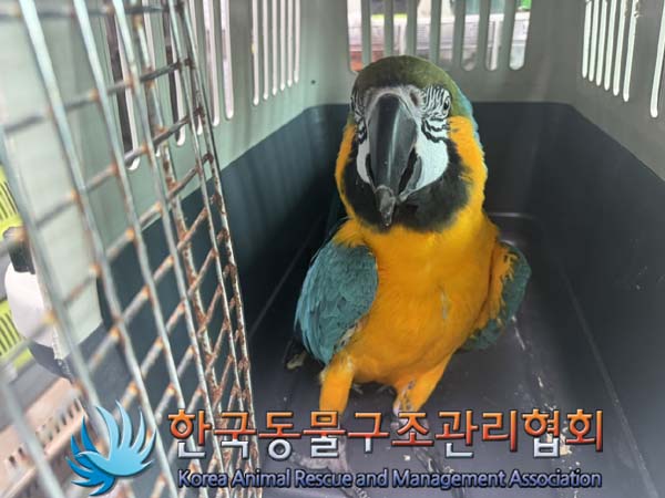 종료(반환) 앵무새…