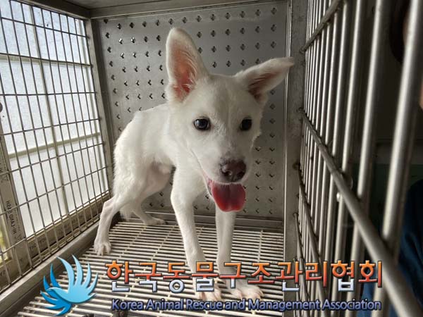 한국동물구조관리협회_441406202401389