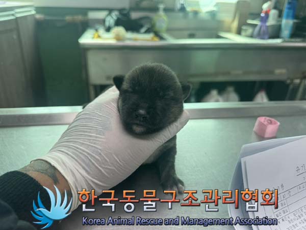한국동물구조관리협회_441404202400447