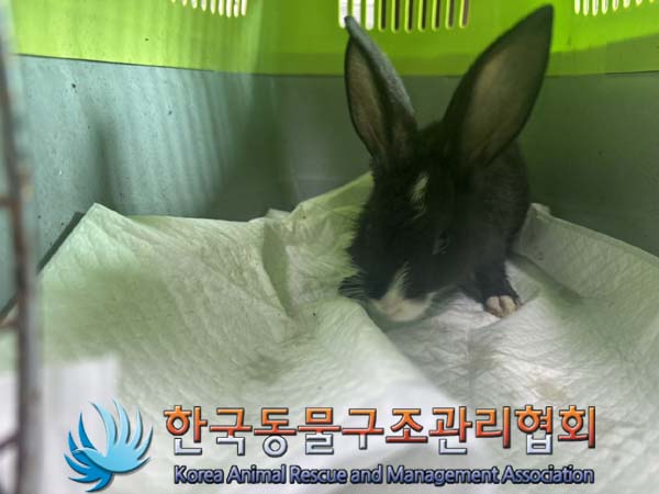 한국동물구조관리협회_411305202400493