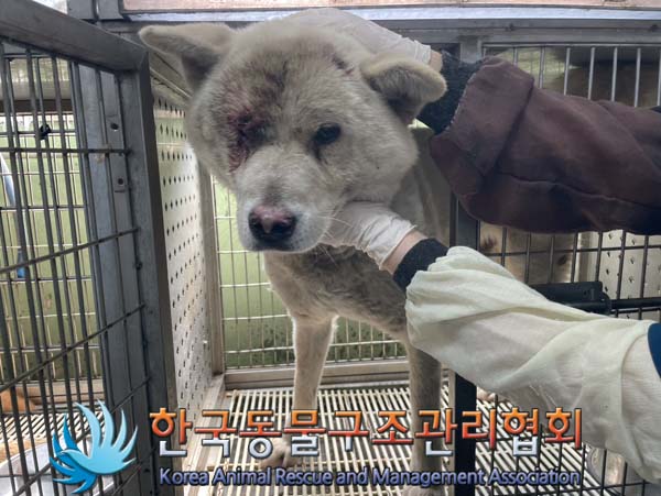 한국동물구조관리협회_441559202400931