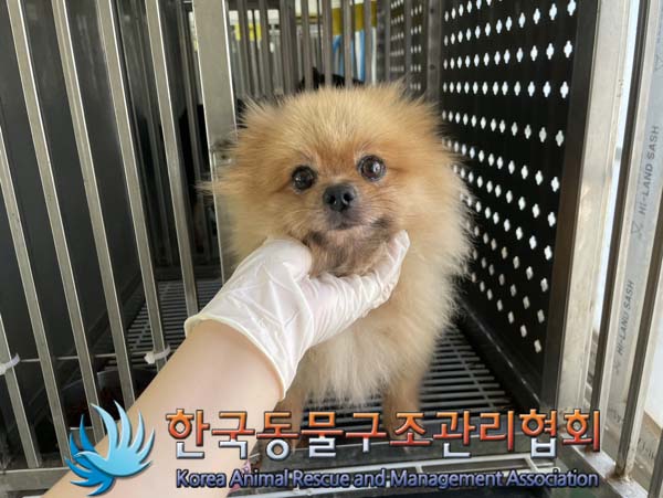 종료(반환) 포메라…