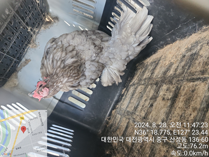 대전동물보호센터_430365202400363