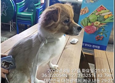 대전동물보호센터_430366202400424