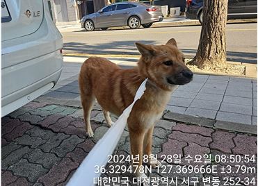 대전동물보호센터_430366202400425