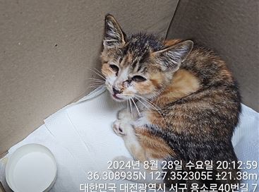 대전동물보호센터_430366202400427