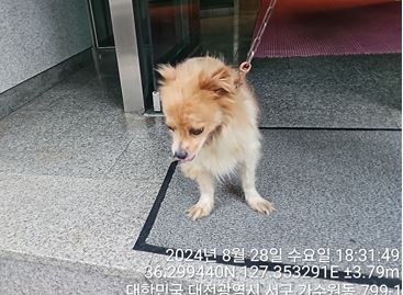 대전동물보호센터_430366202400426