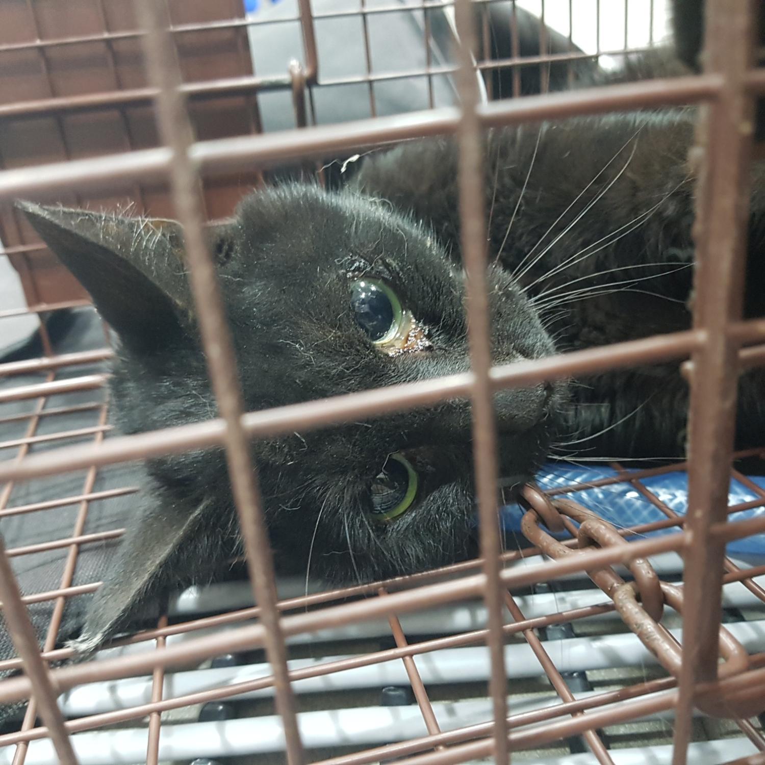 링크늘푸른동물병원_445464202402463