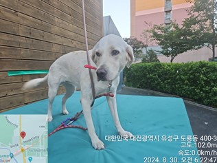 종료(반환) 진도견…