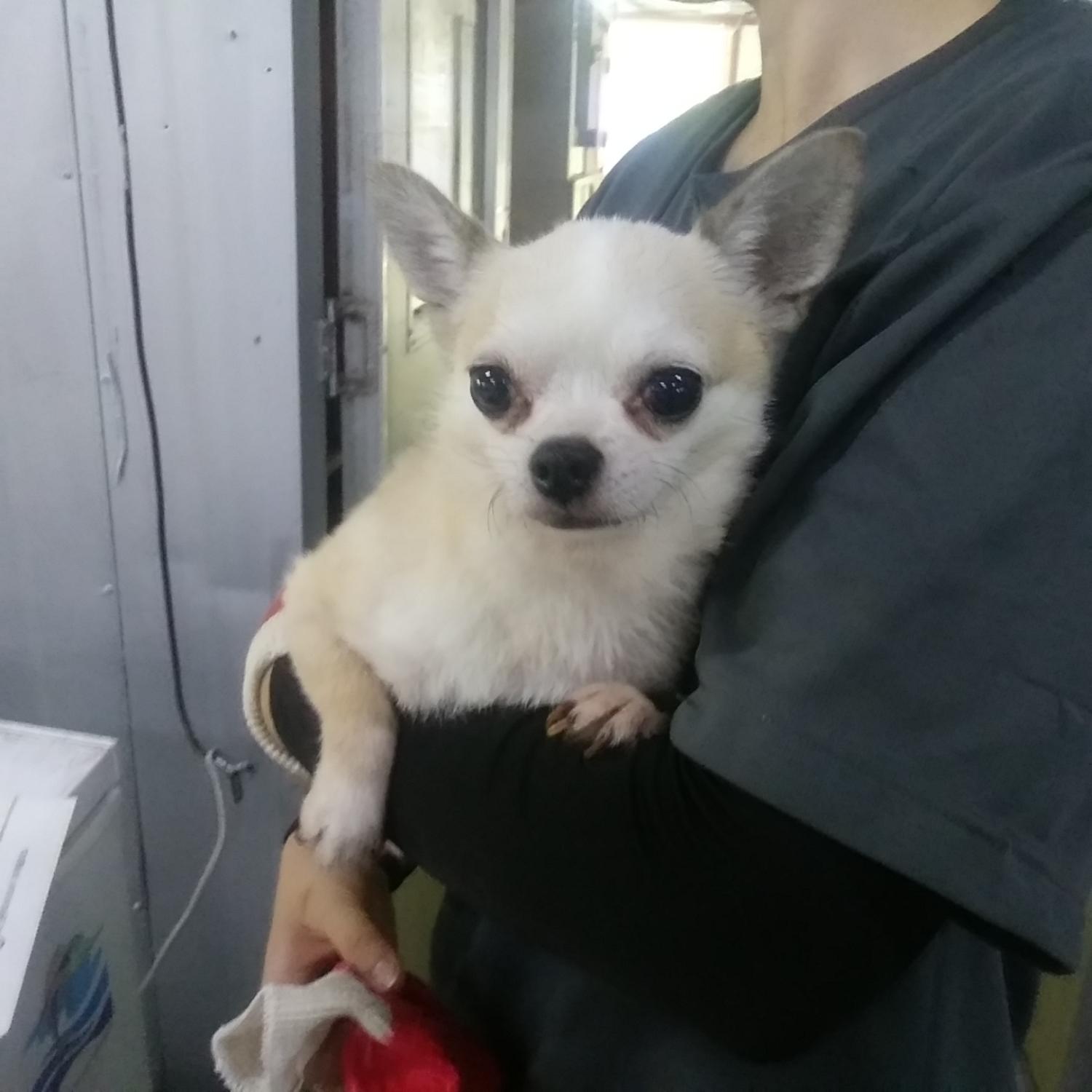 인천광역시수의사회_428351202400595