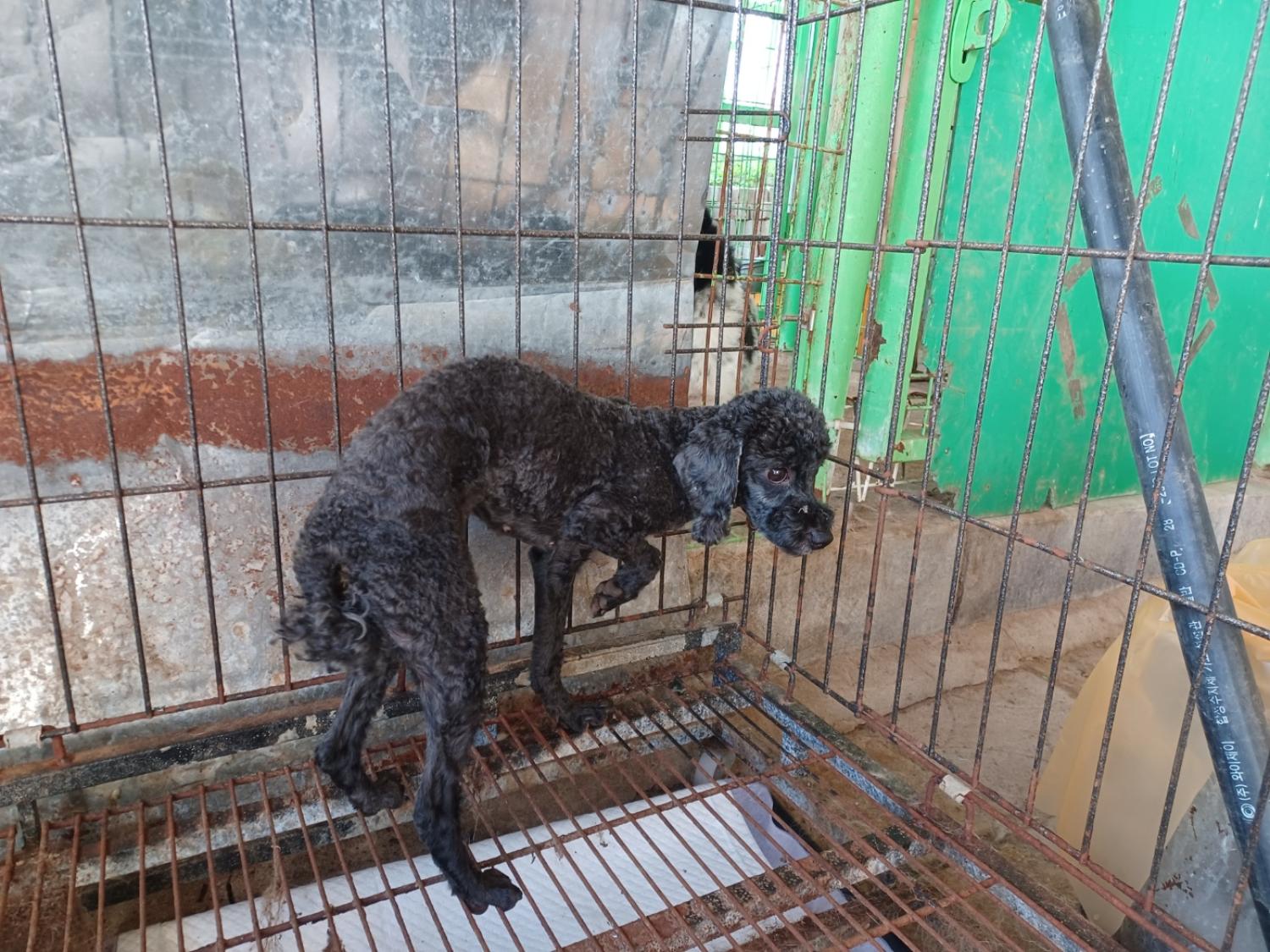 인제군유기동물보호소_442433202400356