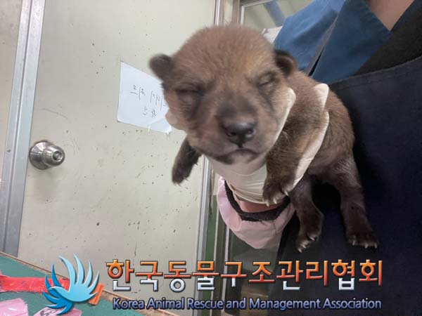 한국동물구조관리협회_441406202401393