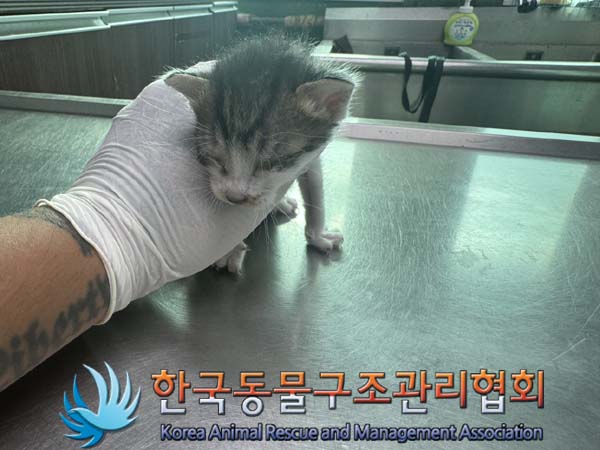 한국동물구조관리협회_441406202401399
